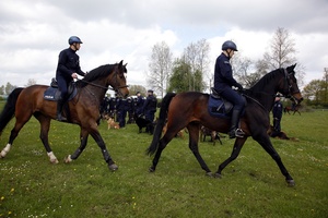 Policyjni jeźdźcy na koniach w czasie ćwiczeń