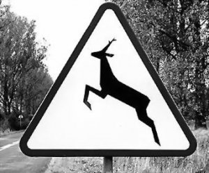 Znak drogowy &quot;Uwaga na dzikie zwierzęta&quot;