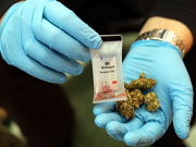 Ręce policjanta w rękawiczkach z marihuaną podczas badania