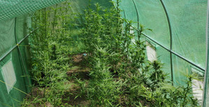 Zielony namiot z rosnącymi konopiami
