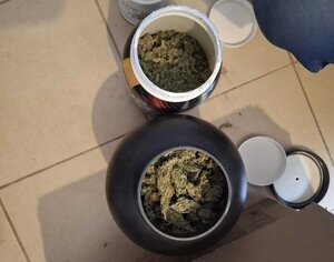 Zabezpieczona marihuana
